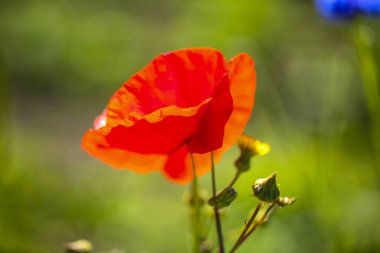 Kırmızı gelincikler tarlada, yaz zamanı, Papaver rhoeas, doğa