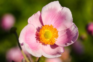 Pembe şakayık kır çiçekleri arasında