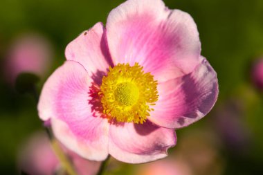 Pembe şakayık kır çiçekleri arasında
