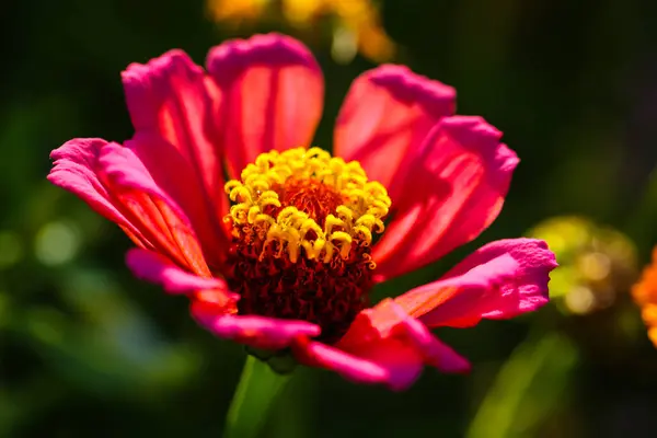 stock image zinnia common in the garden, between wildflowers