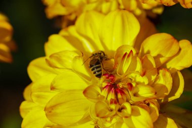 Arılı sarı yıldız çiçeği, papatya ailesine aittir (Asteraceae)