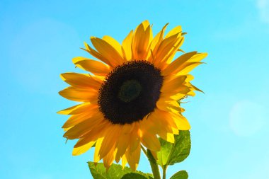 Arazide mavi gökyüzü olan ayçiçeği