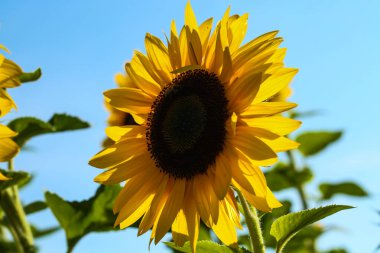 Arazide mavi gökyüzü olan ayçiçeği