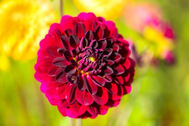 Dahlias, kendi çiçeklerini kendin topla, kendi çiçek tarlanı bedavaya topla.