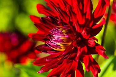 Alandaki kırmızı yıldız çiçekleri, papatya ailesine (Asteraceae) aittir. kırmızı