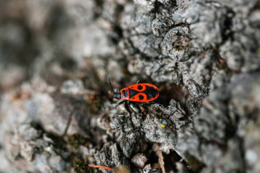 Firebug Pyrrhocoridae on tree in autumn clipart