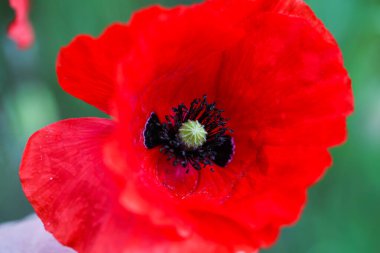 Doğa, haşhaş, çiçek, yaz, bitkisel, çiçek, kırmızı, bahar, çiçek, çiçek, çiçek, çiçek, tasarım, çayır, arka plan, gelincikler, yeşil, doğal, yaprak, kır çiçeği, parlak, dekoratif, renkli, bahçe, dekorasyon, kapanış, çiçek, b