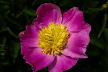 Çiçek tarlasında pembe şakayık, doğa