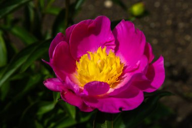 Çiçek tarlasında pembe şakayık, doğa