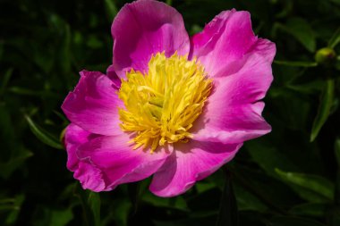 Çiçek tarlasında pembe şakayık, doğa