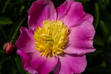 Çiçek tarlasında pembe şakayık, doğa