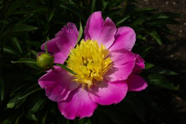 Çiçek tarlasında pembe şakayık, doğa