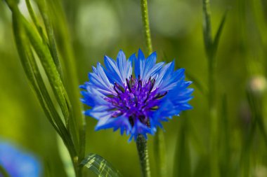 Yeşil çimen tarlasında centaurea siyanus çiçeği