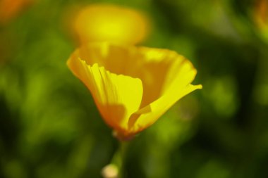 Canlı bir Callifornia gelinciğinin tam çiçek açtığı yakın plan çekimi.