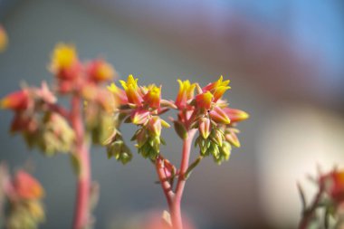 Bloomin Houseleek, çiçeğe yakın sempervivum