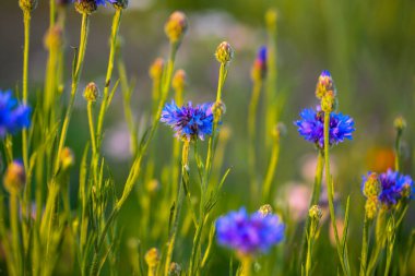 Çiçek, sentaurea siyanus, kır çiçeği, tarla çiçekleri., 