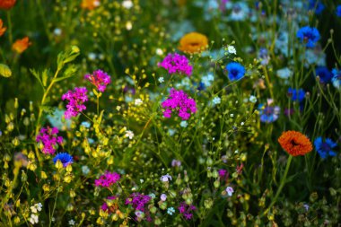 Çiçekli yabani çiçekler (echum vulgare, sardunya spp. ve diğerleri