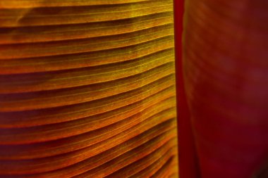 Canlı ışıkta muz yaprağının arkası