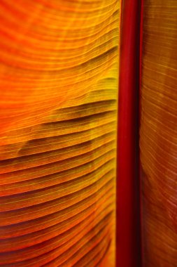 Canlı ışıkta muz yaprağının arkası