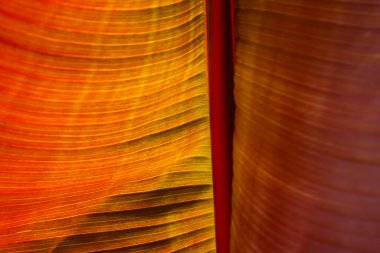 Canlı ışıkta muz yaprağının arkası