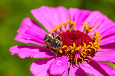 Yaban arısı canlı bir iğneden nektar topluyor.