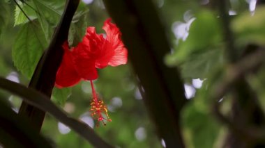 Hint sincabı iki klipsli yemek sırası seçici odak