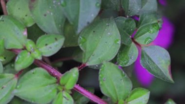 Hint sincabı iki klipsli yemek sırası seçici odak