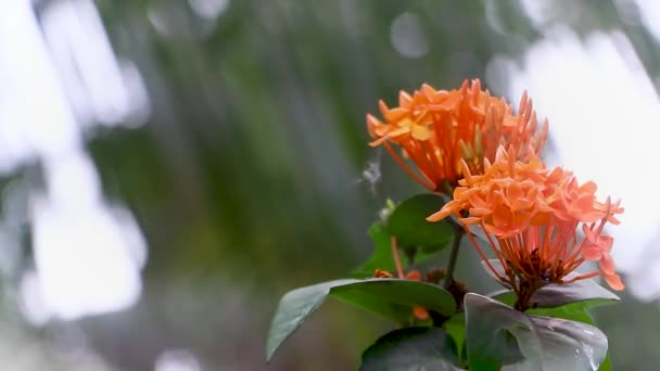 Ixora Coccinea Rubiaceae Családba Tartozó Virágzó Növényfaj Egy Gyakori Virágcserje — Stock videók