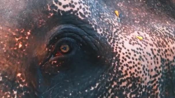 Eye Asian Elephant Elephas Maximus Vista Cerca — Vídeos de Stock
