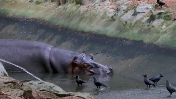 Wzdęcia Stado Lub Hipopotamy Basenie Siedliskiem Środowiska Leśnego — Wideo stockowe