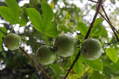 Ağaçta sallanan meyvelerin düşük açılı görüntüsü