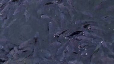 Göletlerde balık satılır ve ahırlarda satılır.