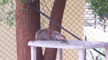 İki şirin Hintli maymun bebeğin oynadığı güzel manzara..