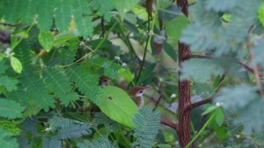 Çok tatlı kahverengi bej tüylü vahşi kuş, Estonya yaz yağmuru sırasında Estonya ormanlarında arka planda yağmurdan saklanarak bir ağaç dalına oturmuş.