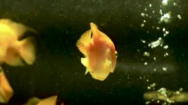 Renkli balıklı akvaryum. Akvaryumda mavi bir zemin üzerinde yüzen balıklar.