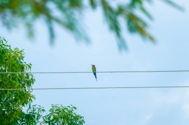 Renkli bir kuş, canlı yeşil yapraklar ve açık mavi bir gökyüzü ile çerçevelenmiş elektrik teline zarifçe tünemiş. Vahşi yaşam, özgürlük ve doğa ile bağlantı temaları için mükemmel..