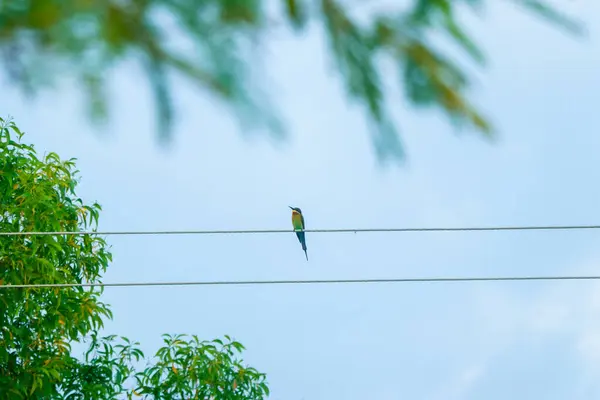 Renkli bir kuş, canlı yeşil yapraklar ve açık mavi bir gökyüzü ile çerçevelenmiş elektrik teline zarifçe tünemiş. Vahşi yaşam, özgürlük ve doğa ile bağlantı temaları için mükemmel..
