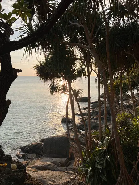 Deniz altyapısı olan bir kayanın üzerindeki bir ağacın yakın plan çekimi.