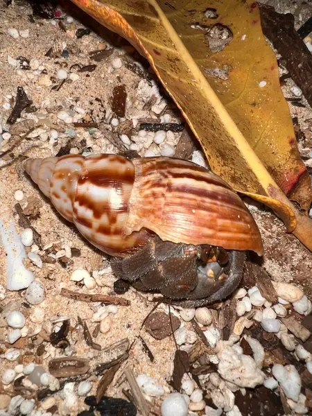 Beyaz ve kahverengi bir yengecin yanına.
