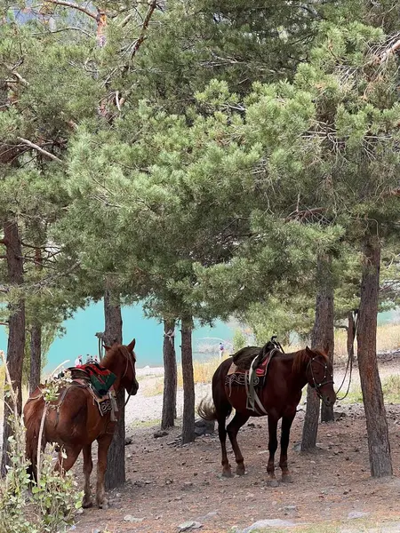 Dağları olan güzel bir manzara