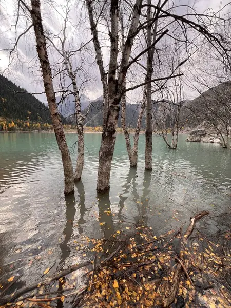 Nehir ve ormanlı güzel bir manzara.