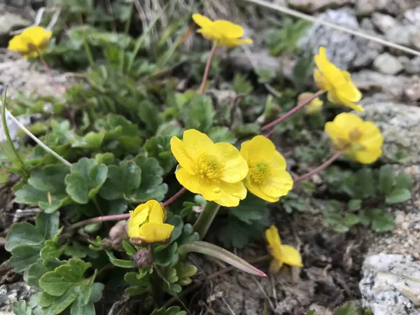 Bahçedeki sarı çiçekler