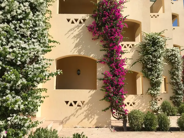 Bahçedeki güzel çiçekler