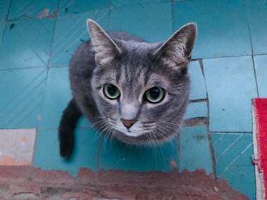 Kedi yerde oturuyor.