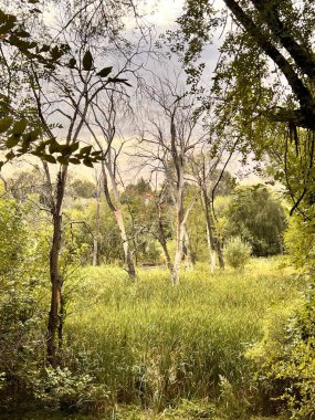 Sabah ormanın güzel manzarası
