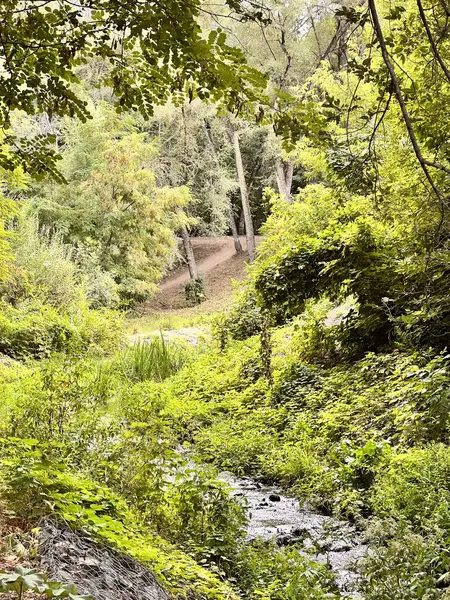 Ormanın güzel manzarası