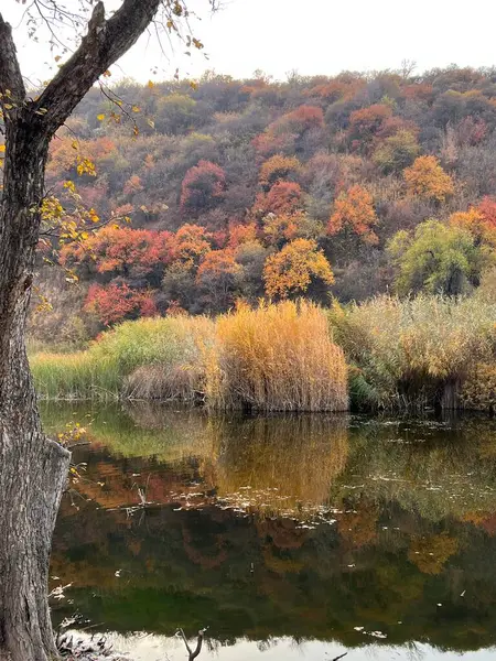 Ağaçlar ve yapraklarla dolu güzel sonbahar manzarası