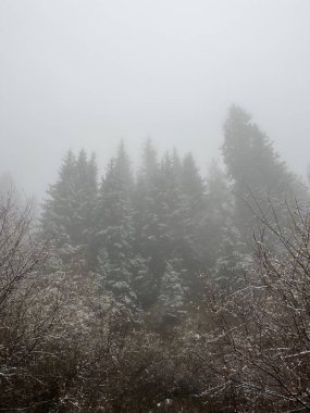 Kış ormanı sisli