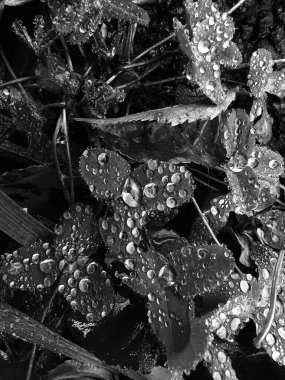 Yaprağın üzerine su damlıyor.