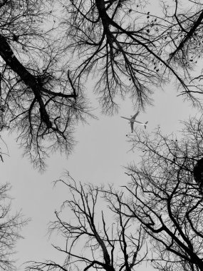 Doğada ağaç dalları